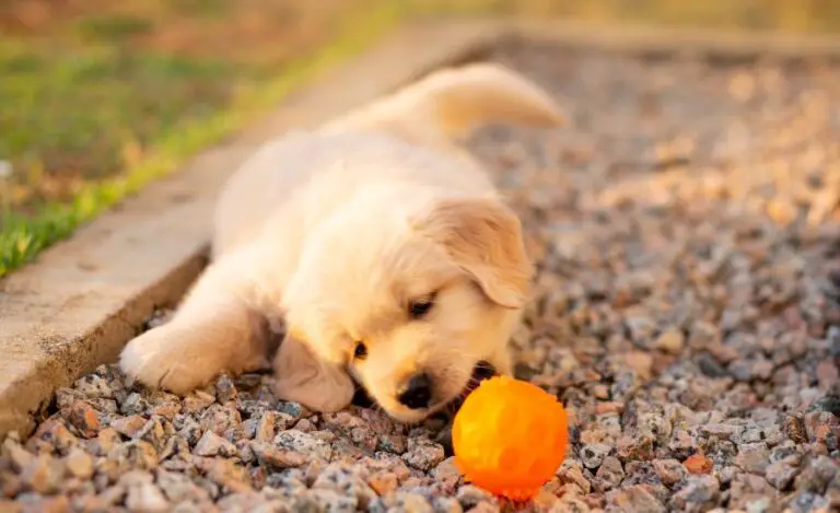 11 Secrets Of Golden Retriever