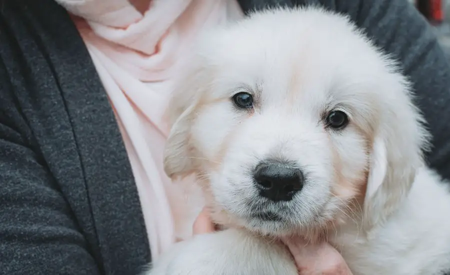 English Retriever Puppy - TheFurryPuppy