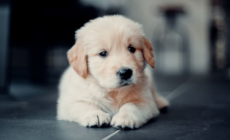 Golden Retriever Puppy - TheFurryPuppy