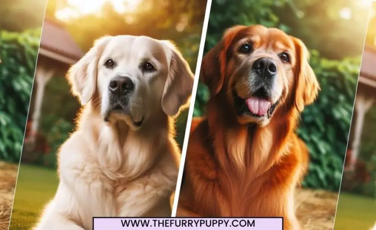 Golden Retriever Vs English Retriever- Which One Is Best