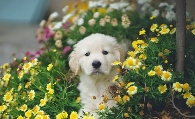 How Many Puppies Do Golden Retrievers Have?