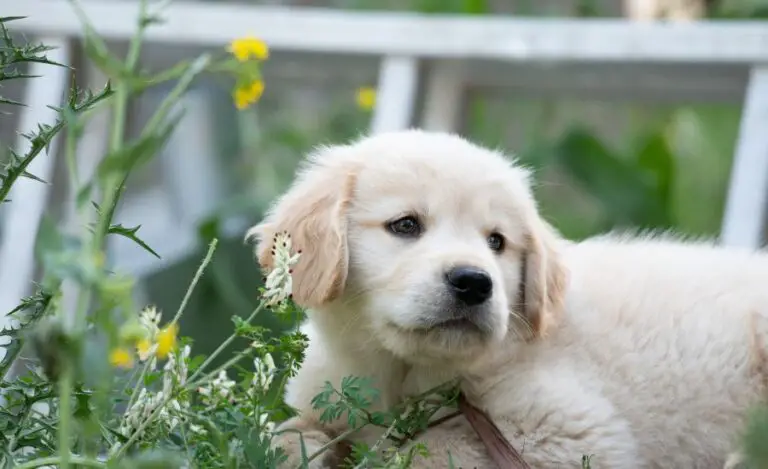 How Often Do Golden Retriever Puppies Poop?