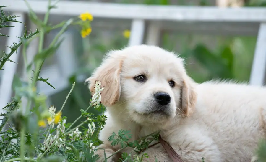 How Often Do Golden Retriever Puppies Poop? - TheFairyPuppy