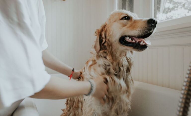 How Often Should A Golden Retriever Be Groomed?