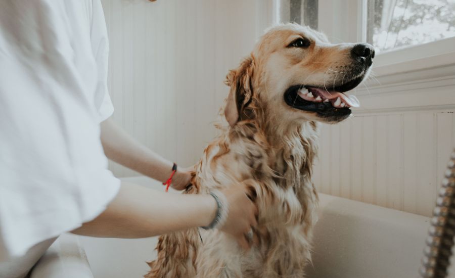 How Often Should A Golden Retriever Be Groomed? - TheFurryPuppy