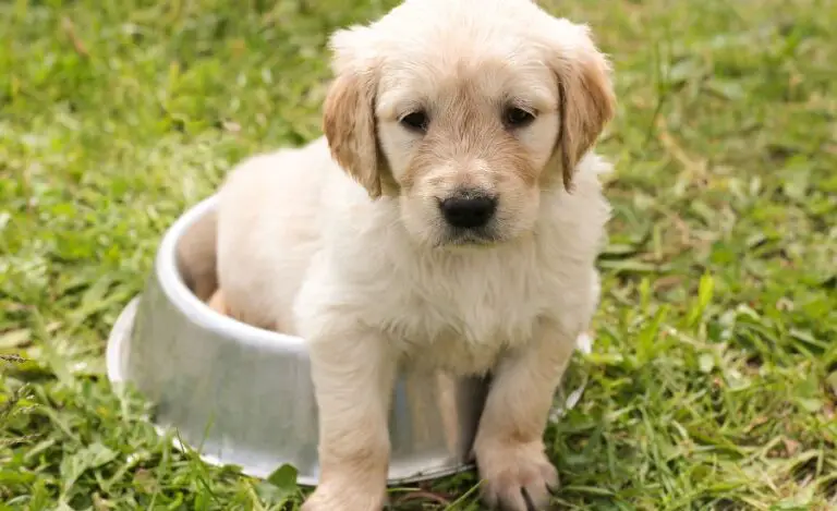 How To Raise A Golden Retriever Puppy?