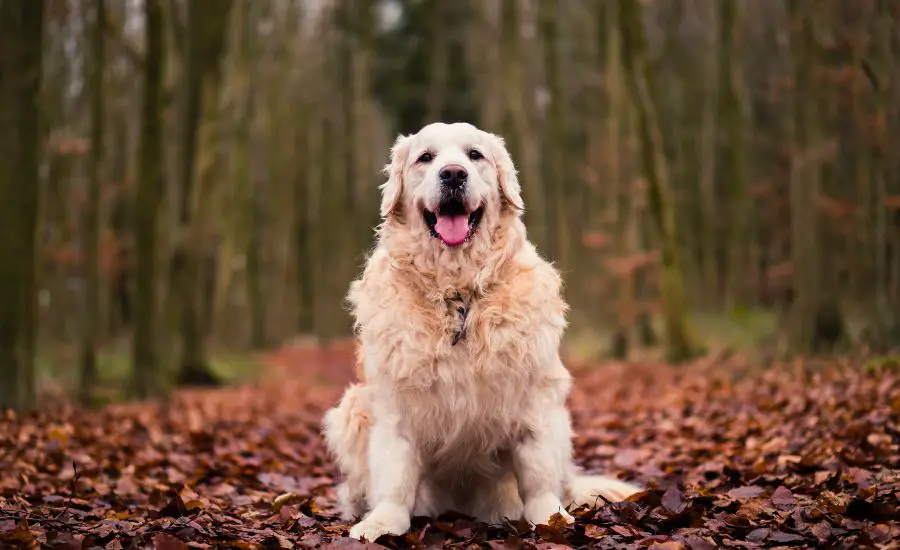 Is My Golden Retriever Overweight? - TheFurryPuppy