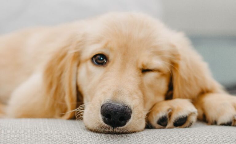 Which Dog Is Calmer Golden Retriever Or Labrador?