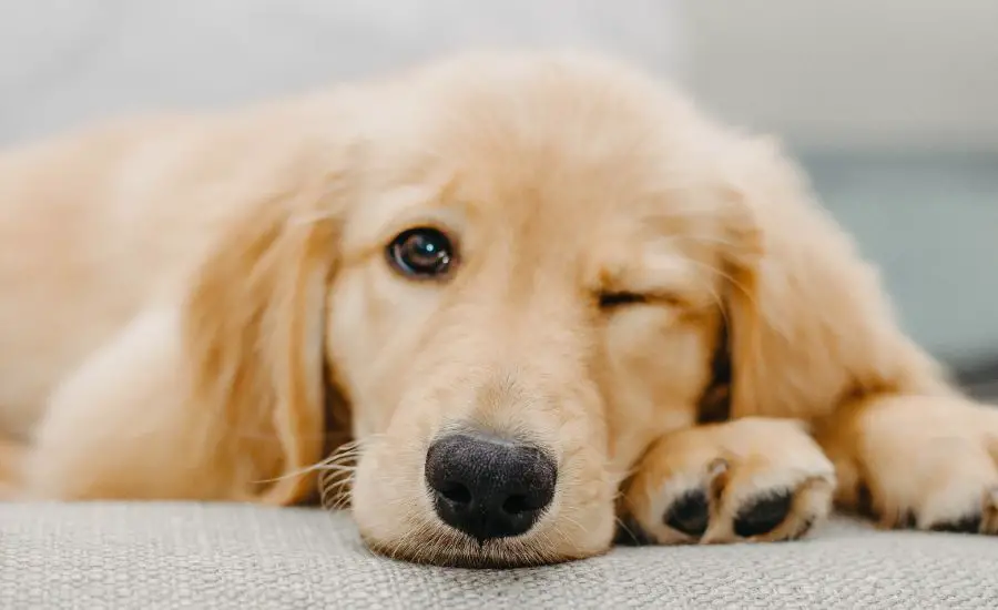 Which Dog Is Calmer Golden Retriever Or Labrador? - TheFurryPuppy