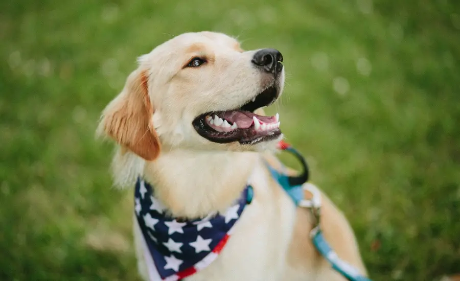 American Golden Retriever - TheFurryPuppy