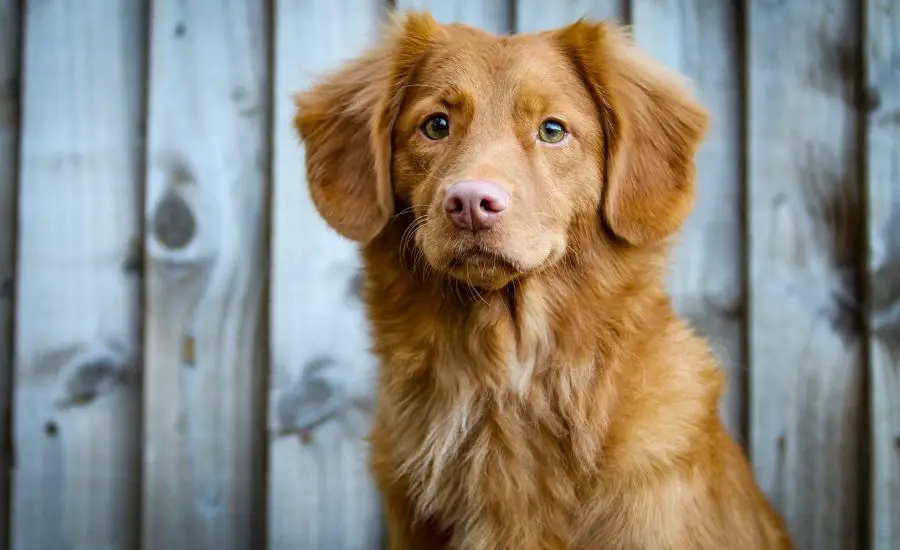 Australian Golden Retriever - TheFurryPuppy