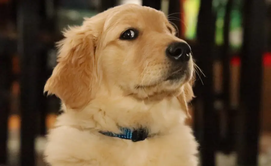 British Golden Retriever - TheFurryPuppy