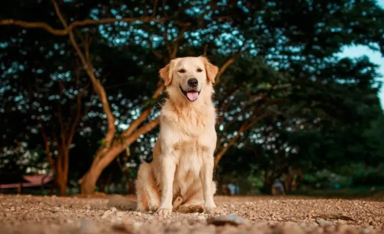 Can A Golden Retriever Live For 15 Years?