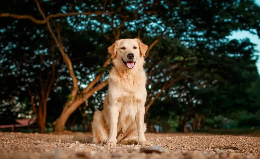 Can A Golden Retriever Live For 15 Years? - TheFurryPuppy