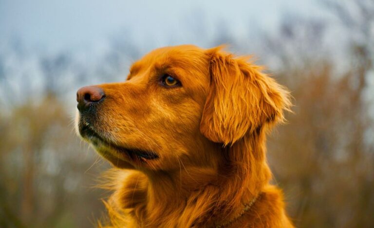 Can Golden Retrievers have blue eyes?