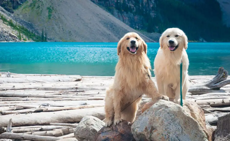 Canadian Golden Retriever - TheFurryPuppy