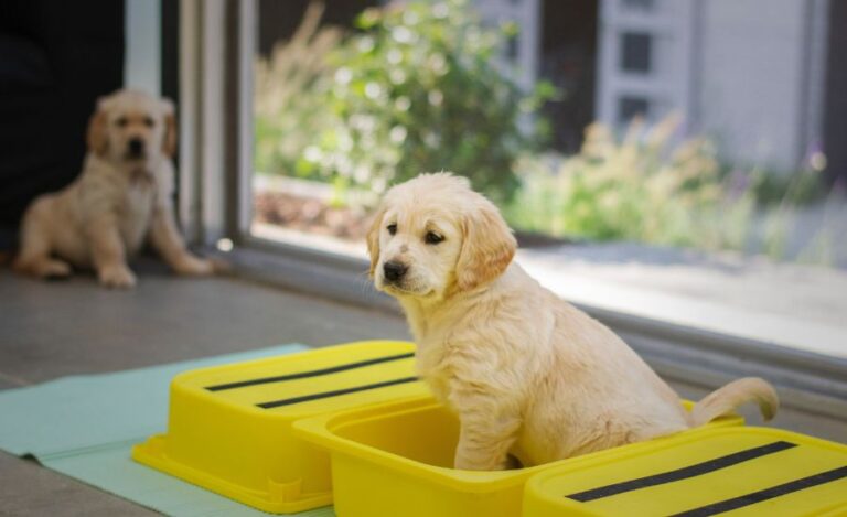 How to deal with an Aggressive Golden retriever puppy?