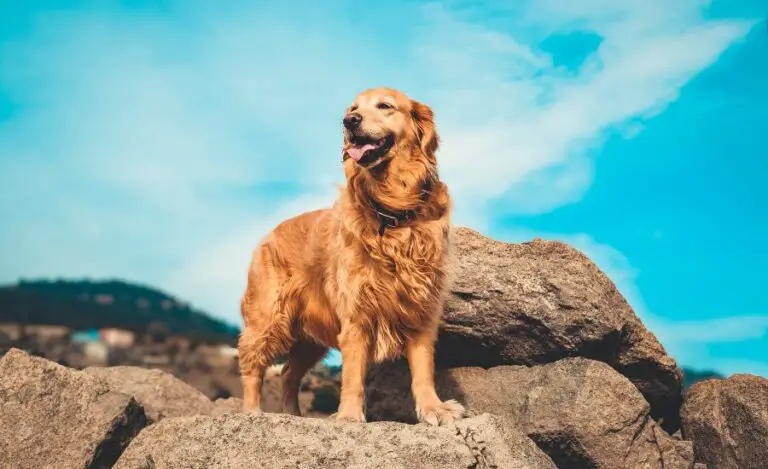 How Can I Improve My Golden Retriever Hair?