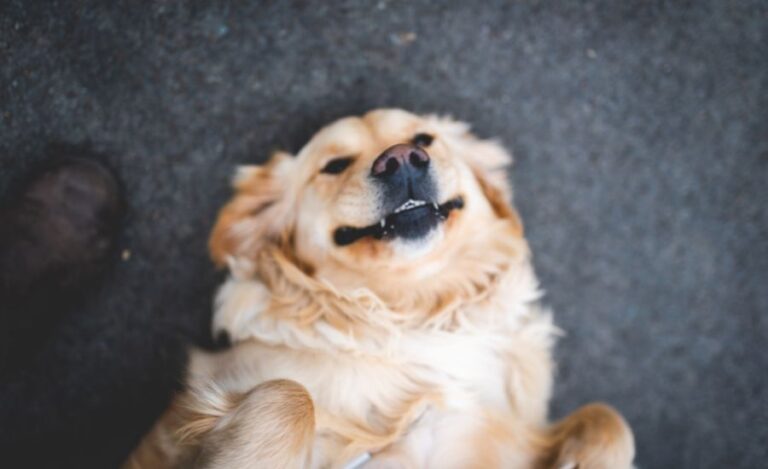 How Do You Know If A Golden Retriever Is Happy?