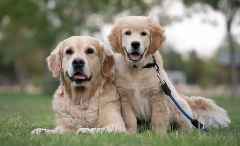 How To Tell If A Golden Retriever Is Pure Bred?