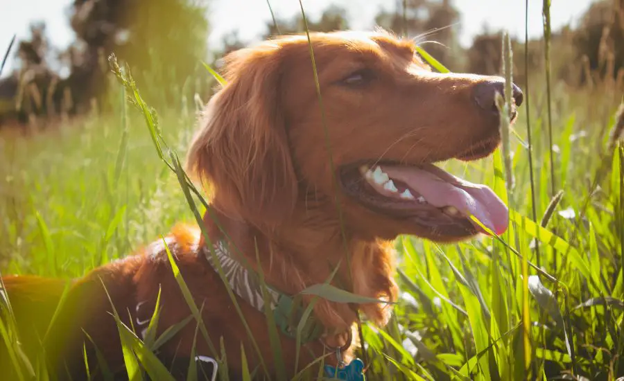 Irish Golden Retriever - TheFurryPuppy