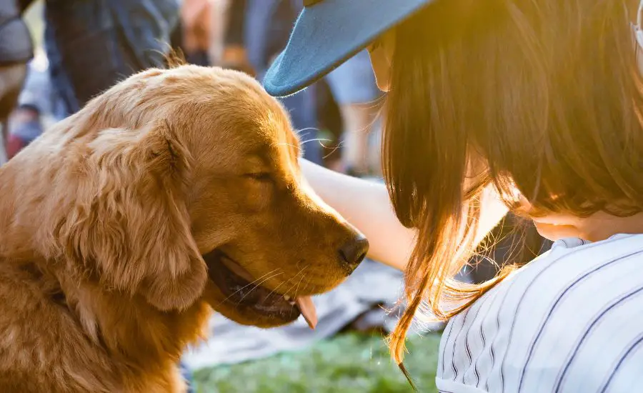 Trust And Bonding Golden Retriever - TheFurryPuppy
