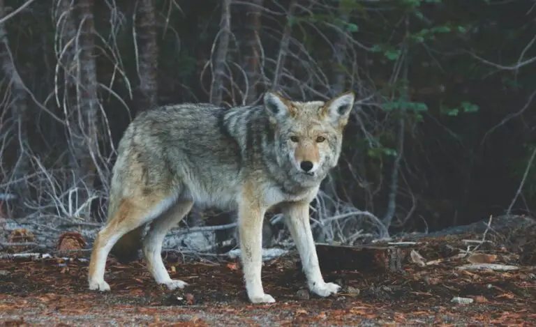 Can A Golden Retriever Kill A Coyote?