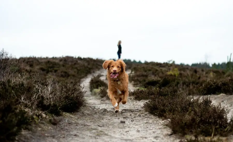 Do Golden Retriever Run Away