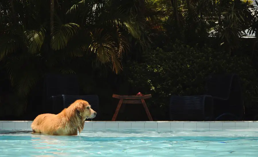 How Hot Is Too Hot For Golden Retriever?