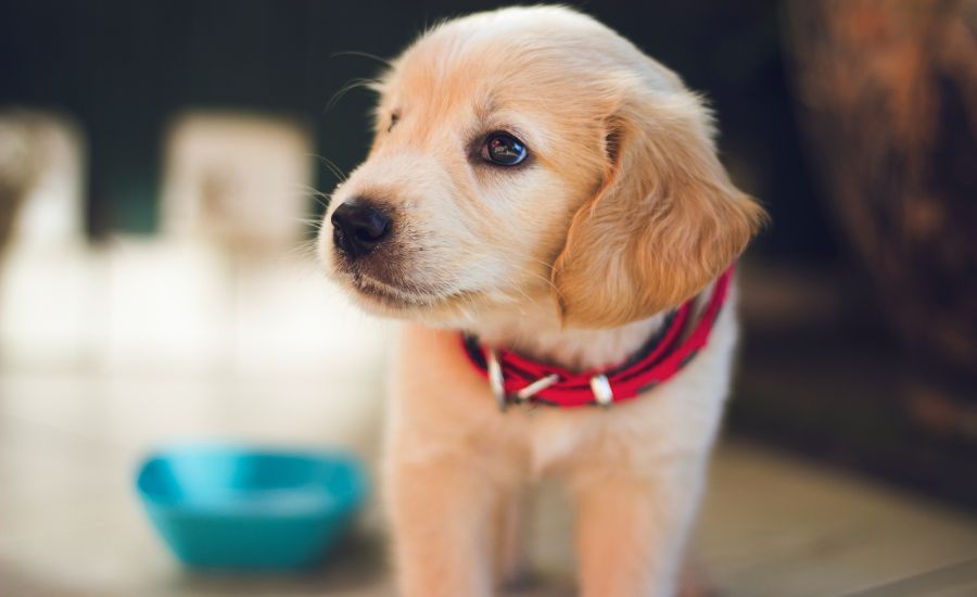 Name Ideas For Golden Retriever From Movies