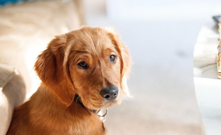 60 Names Ideas For Golden Retrievers Born In Different Months