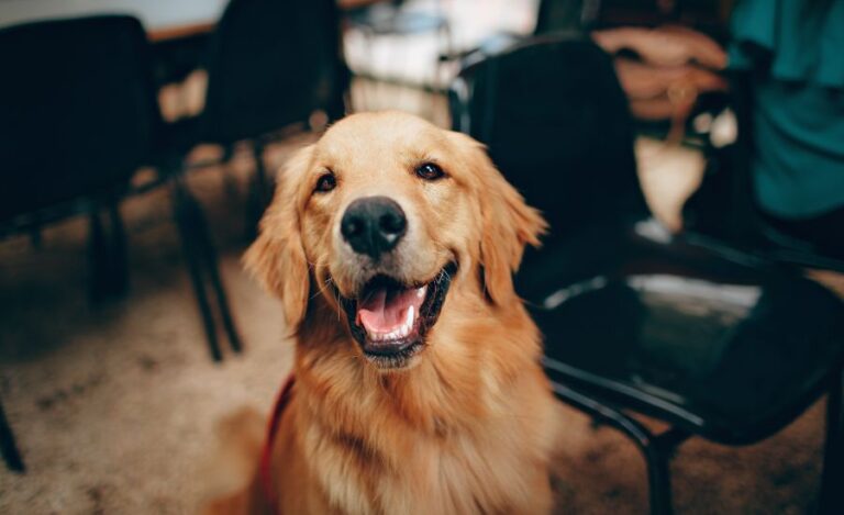 Why Do Golden Retriever Have A Bump On Their Head?