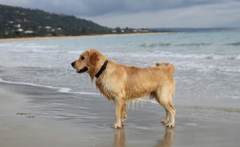 How To Dry Golden Retriever After Bath?